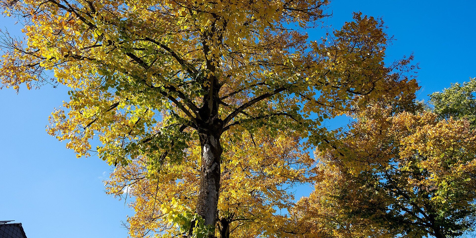 Herbstlischer Baum in Erkrath Unterfeldhaus